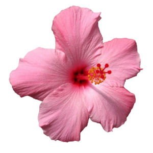 hawaii,hibiscus,spinning,pretty,transparent,flower,vacation,relaxing,twirling,pink,pale pink