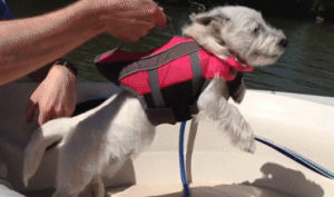 wow,dog,cute,fail,adorable,flying,fly,swimming,boat,lake,afv