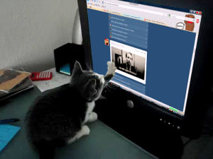 computer,tumblr,cat,for fun