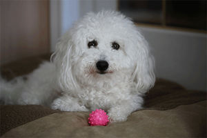 roll over,bichon,bichon poodle,animals,dog,puppy,dogs,wink,dog s