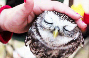 owl,animals,sleepy,petting