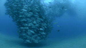 blue,animals,photography,ocean,fish,underwater,swarm