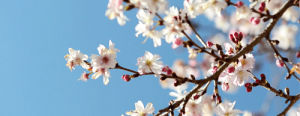 cherry blossoms,photography,history,reblog,dc,washington