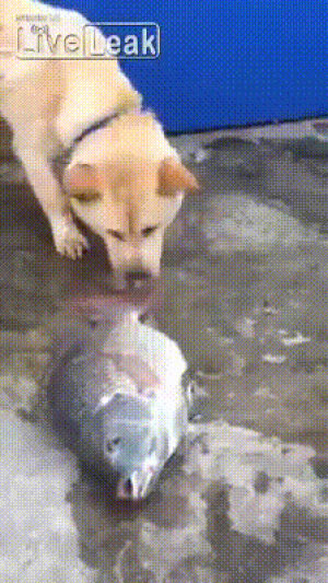 fish,dog,water