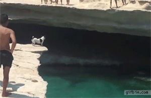 dog,jump,swimming,dive,cliff diving,cliff dive