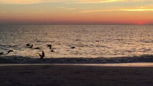 birds,island,sunset,armani code