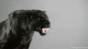black panther,panther,animals,snarling,cat,fierce,baring fangs