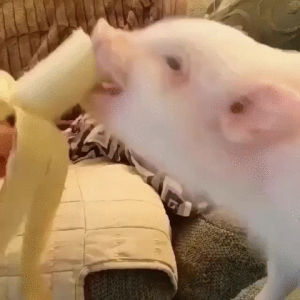 banana,piglet,eyebleach