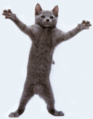 follow,cat dance,dance,cat,dancing,follow me,teamfollowback