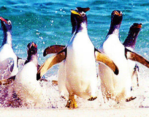 family,splashing,beach,penguin,baywatch,animal,running