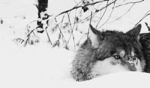 winter,snow,trees,cold weather,grey wolf,black and white,lovely,wolf,cold,snowy,cold day