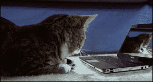 kitty,cat,animal,scared,computer