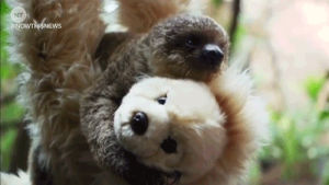 london,now this news,nowthisnews,sloth,teddy,cute animal,baby sloth