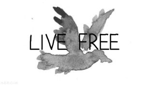 free,bird,life quotes,no limits