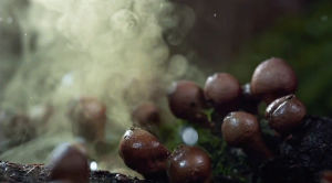 mushrooms,pandawhale,sitepandawhalecom,rain,image,simple,chris brown