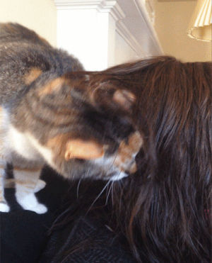 hair,sister,cat,wet
