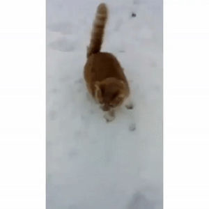 cat,snow,eat
