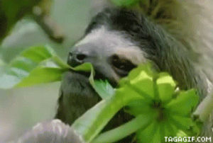 sloths,sloth,animals,eating