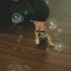 chihuahua,bubbles,dogs,animals,animal,adorable,puppy,set,lols,bubble