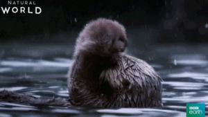 cute,otter,fluffy