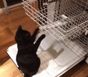 cat,help,dishes