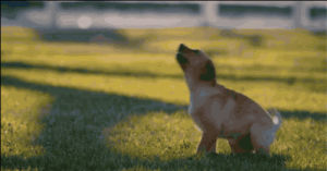 advertising,cute,beer,puppy,commercial,playing,puppies,super bowl,rolling,horses,exciting,budweiser,adweek