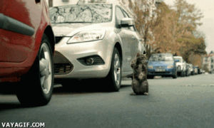 kitty,cat,car,cars,ups