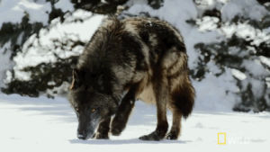 wolf,yellowstone,nat geo wild,animals,looking,search,stalking
