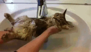 time,cat,bath