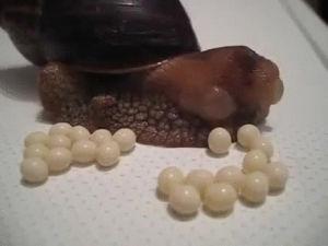 eggs,snail,nature,laying
