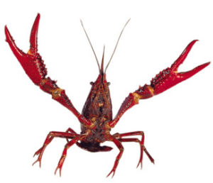 crayfish,dancing