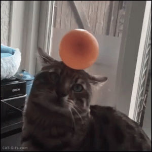 stuck,cat,confused,balloon
