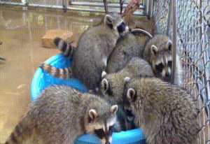 party,pool,raccoon