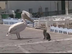 animals being jerks,angry,attacks