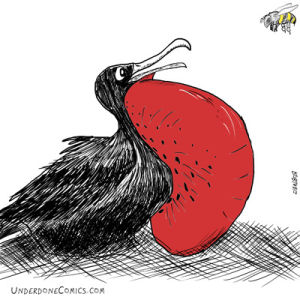 magnificent frigate bird,oh no,bumble bee,cute,black,animal,red,beach,scared,omg,pop,bird,worried,yikes,balloon,bee,gasp,belly,buzz,breast,breath,breathe,sting,feathers,endless loop,birdwatching,inflated