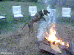 dog,campfire
