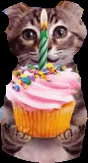 birthday,happy birthday cat,happy birthday