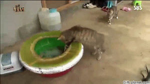 cat,water,nope