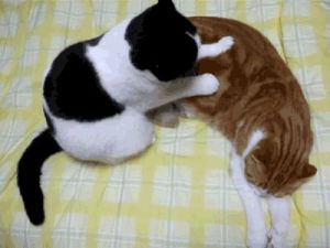massage,cat