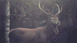 buck,animals,deer,staring,standing,turning,parts