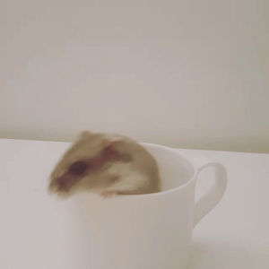 cup,hamster