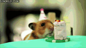 birthday party,animals,party,birthday,bunch