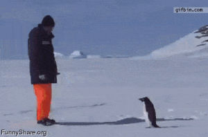 penguin,hercules,animals being jerks