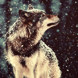 wolf,standing,animals,snow,falling
