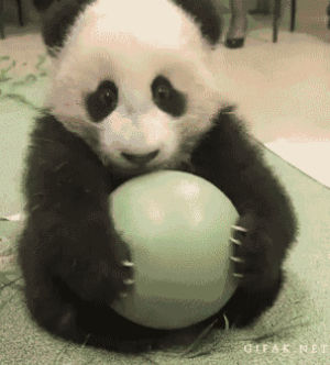 baby panda,ball,panda,share,dont want to share