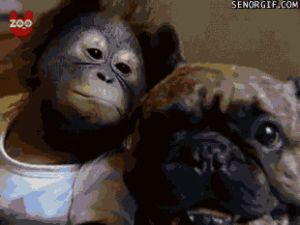 french bulldogs,funny,cute,orangutans
