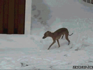 greyhound,animals,dog,snow,i,tip toe