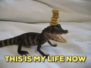 funny,alligator,omg,now,my life,vidme