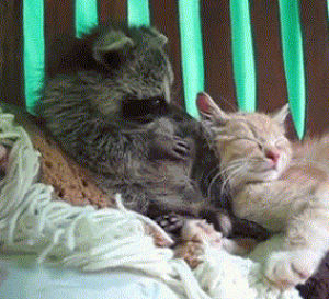 animals,massage,cat,raccoon