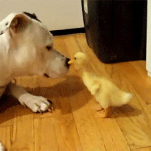duck,dog